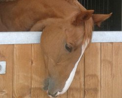 dressage horse Lady Loana (Hanoverian, 2012, from Langostino)