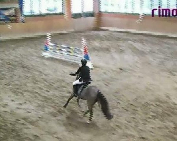 dressage horse Vincent 56 (German Riding Pony, 1996, from Vilas)