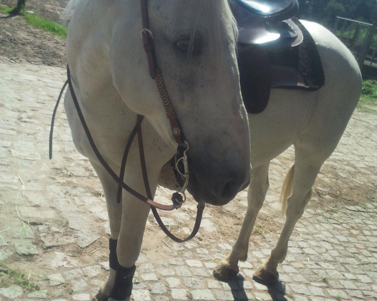 Dressurpferd Napoleon (Dänisches Warmblut, 1998)