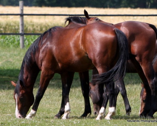 Pferd Caprice (Oldenburger Springpferd, 2008, von Contendro I)