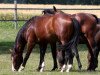 horse Caprice (Oldenburg show jumper, 2008, from Contendro I)