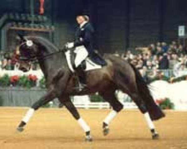 horse Ex Libris (Royal Warmblood Studbook of the Netherlands (KWPN), 1986, from Elan xx)