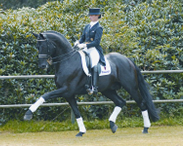 dressage horse Rubinero (Oldenburg, 1999, from Rubinstein I)