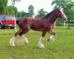 horse Mckeown's R.S. Fergus (Clydesdale, 2015, from Birky's Pride Preludes Royal Scott)