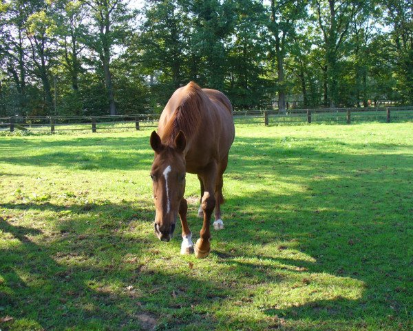 broodmare Britta (Hanoverian, 1989, from Brentano II)