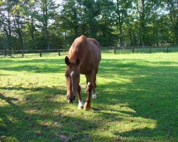 broodmare Britta (Hanoverian, 1989, from Brentano II)