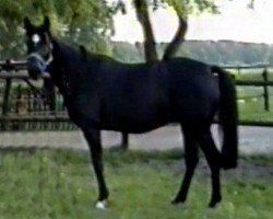 broodmare Flaviana (Westphalian, 1993, from Fridolin Oho)