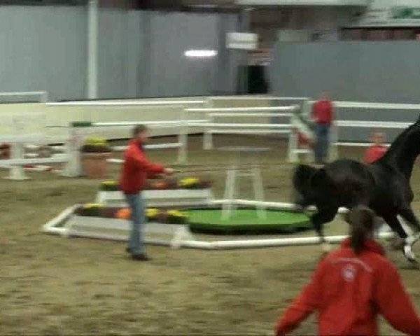 jumper Hengst von Calido I (Hanoverian, 2009, from Calido I)