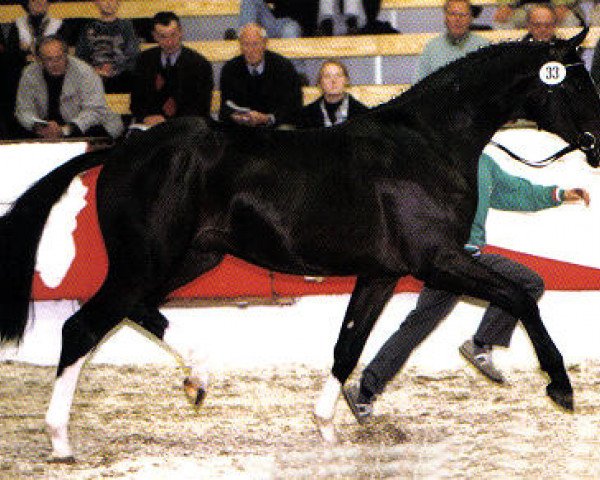 stallion Friedenstraum (Westphalian, 1995, from Ferragamo)