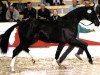 stallion Friedenstraum (Westphalian, 1995, from Ferragamo)