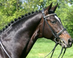 stallion Showtime (Trakehner, 1997, from Polarpunkt)