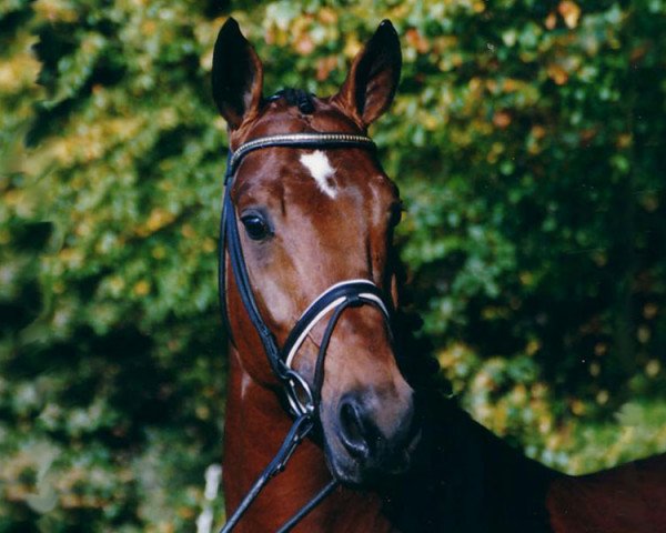 stallion Boticello (Hessian Warmblood, 1995, from Brindisi)