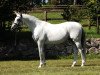 stallion Silvermoon (Trakehner, 1991, from Kostolany)