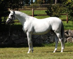 stallion Silvermoon (Trakehner, 1991, from Kostolany)