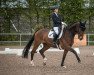 dressage horse Bestseller 4 (Hanoverian, 2008, from Belissimo NRW)