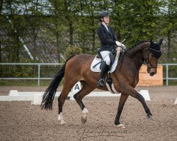 dressage horse Bestseller 4 (Hanoverian, 2008, from Belissimo NRW)