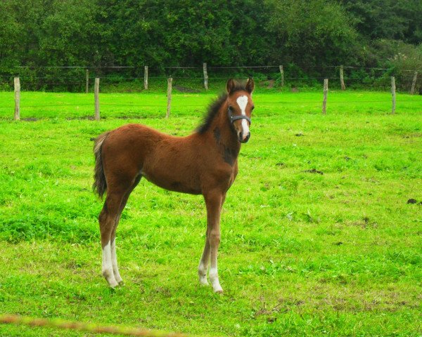 Springpferd Main (Westfale, 2010, von Mr.Hale Bob)