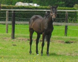 jumper Ashboro (German Warmblood, 2010, from Airman xx)