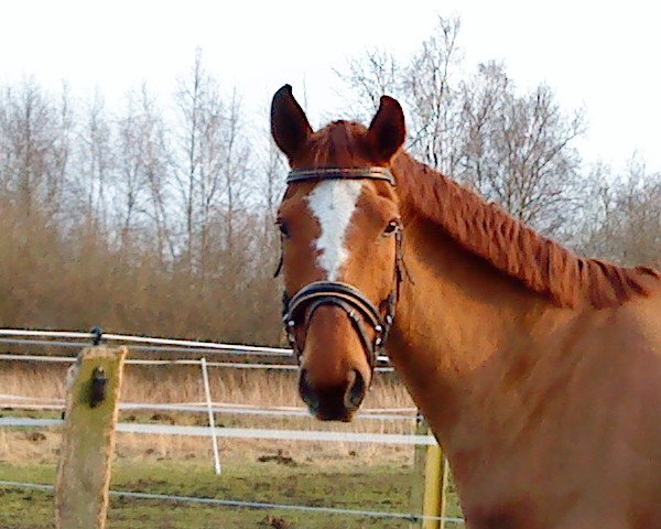 dressage horse Desperado 194 (Saxony-Anhaltiner, 2000, from Del Piero)