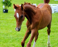 dressage horse Hengst von Gorbatschow / Martini (German Riding Pony, 2020, from Golden Clooney)