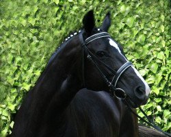 broodmare Filharmonie (Westphalian, 2000, from Friedenstraum)