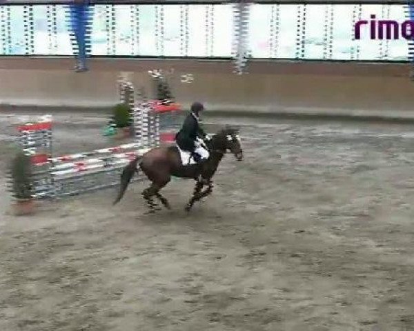 horse Red Rose H (Westphalian,  , from Rimini)