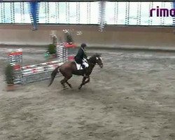 horse Red Rose H (Westphalian,  , from Rimini)