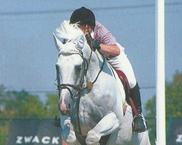 stallion Randi (Hungarian Warmblood, 1984, from Ramzes III)