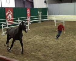 dressage horse Cassano 27 (Holsteiner, 2009, from Cassini II)