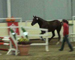 dressage horse Hengst von Belissimo M (Rhinelander, 2009, from Belissimo NRW)