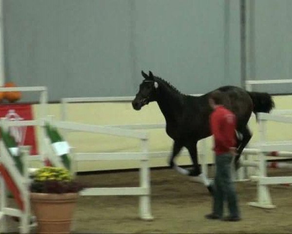 dressage horse Hengst von Belissimo M (Rhinelander, 2009, from Belissimo NRW)