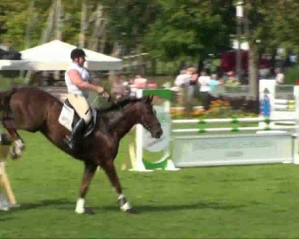 Springpferd Linus (Sachsen-Anhaltiner, 2002, von Lohberg)