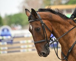 horse Retúr (Hungarian Warmblood, 2008, from Robert)