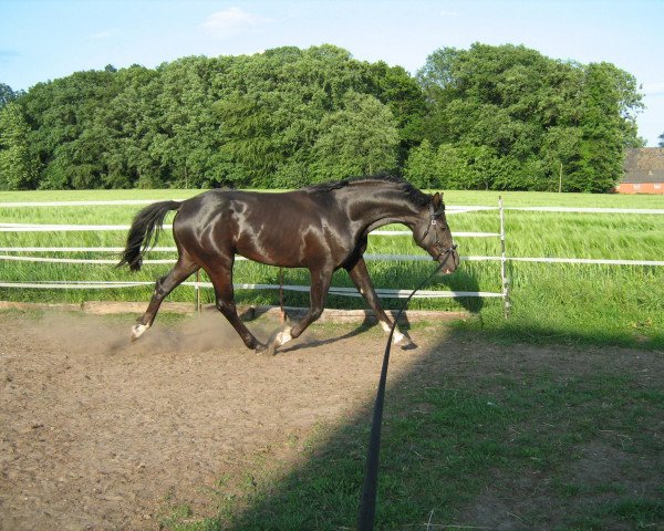 dressage horse C'est mon petite Filou (Westphalian, 2009, from Cadeau des Dieux)