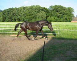 Pferd C'est mon petite Filou (Westfale, 2009, von Cadeau des Dieux)