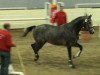 stallion Casparo 23 (Westphalian, 2009, from Cascavelle NT)