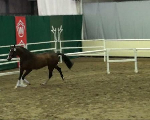 dressage horse Hengst von Beltoni (Westphalian, 2009, from Beltoni)