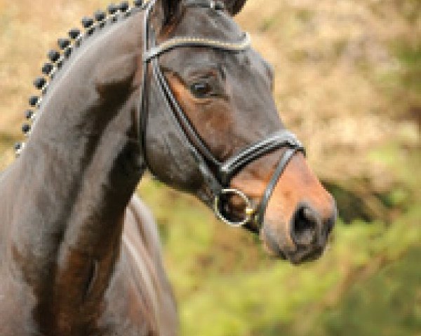 dressage horse Rosengold (Oldenburg, 2006, from Rohdiamant)