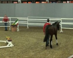 dressage horse Adde Mich (Westphalian, 2009, from Albaran xx)