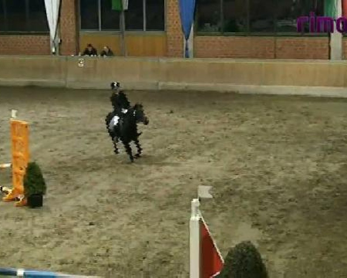Zuchtstute Fatima (Hessisches Warmblut, 1990, von Fürstengold)