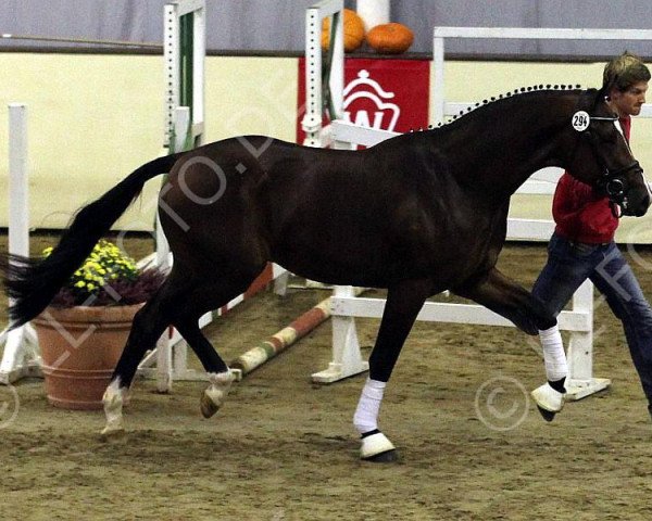 stallion Facebook (Westphalian, 2009, from Florenciano 6)