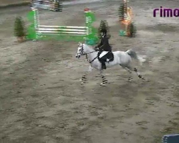 jumper Daily Surprice (German Riding Pony, 2003, from Donchester)