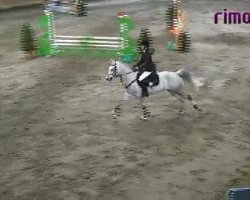 Springpferd Daily Surprice (Deutsches Reitpony, 2003, von Donchester)