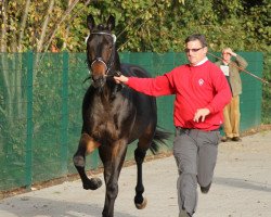 dressage horse Hengst von Schumacher (Westphalian, 2009, from Schumacher)