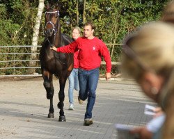 dressage horse Hengst von San Amour (Westphalian, 2009, from San Amour I)