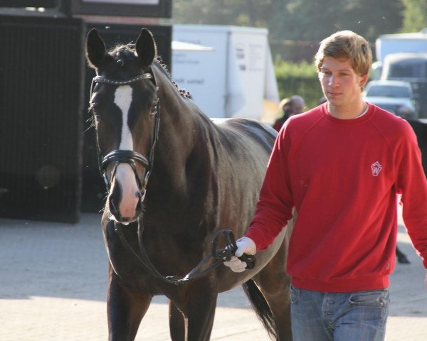 dressage horse Skyfall (Westphalian, 2009, from Scolari)