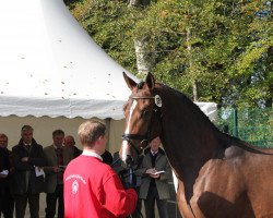 stallion Mr. Europe (KWPN (Royal Dutch Sporthorse), 2009, from Mr Blue)