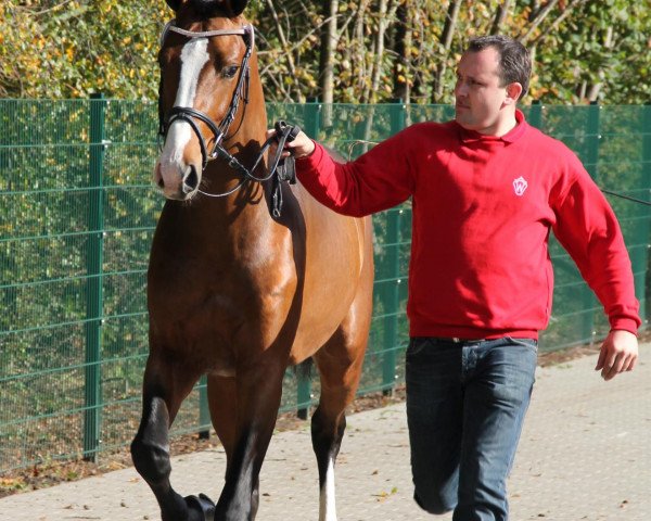 stallion Non Plus Ultra (Westphalian, 2009, from Numero Uno)