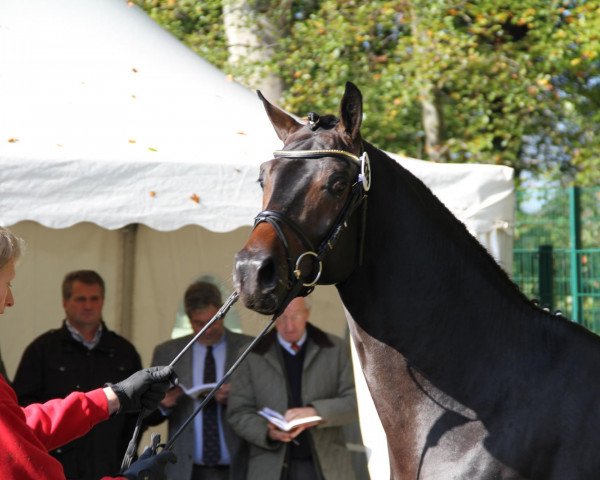 horse Lecoux (Westphalian, 2009, from Laudabilis)