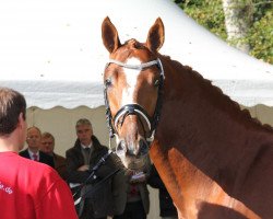 stallion Grimaldi (Oldenburg, 2009, from Gribaldi)